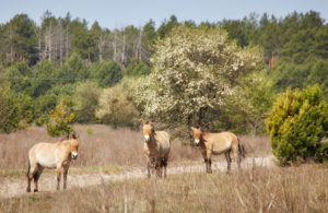 One-day tour to Chernobyl Zone.